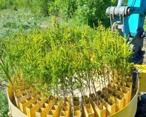 Combitrans OÜ - Planting