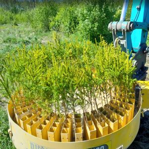 Combitrans OÜ - Planting