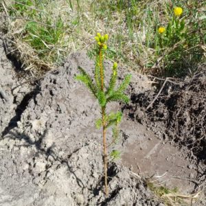 Combitrans OÜ - Planting