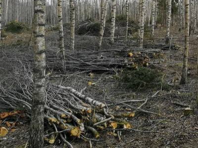 Vesakonraivaus - Combitrans OÜ