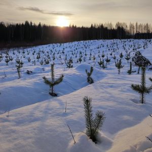 Combitrans – meža stādīšana ar Risutec iekārtām