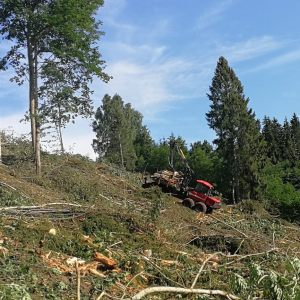 Kokmateriālu izvešana – Combitrans forvarders